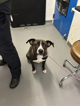 Shelter Stray Female Dog last seen S Horton & 37th PL S, Seattle, WA, 2061 15th Ave W, Seattle, WA 98119, USA