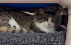 Shelter Stray Male Cat last seen Dropped in front of SAS, Seattle, WA, 2061 15th Ave W, Seattle, WA 98119, USA
