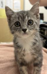 Shelter Stray Unknown Cat last seen Paseo Dr and Malaga Way, Rancho Cordova, CA, 6201 Florin Perkins Rd, Sacramento, CA 95828, USA