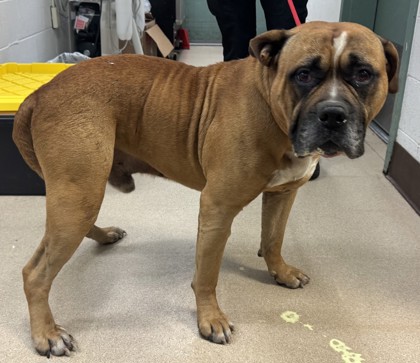 Shelter Stray Male Dog last seen Wood Street at 34th Street, Oakland, CA, 1101 29th Ave, Oakland, CA 94601, USA