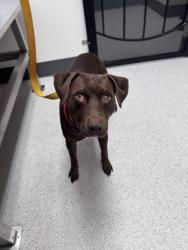 Shelter Stray Male Dog last seen 29th Street and MLK Blvd., Oakland, CA, 1101 29th Ave, Oakland, CA 94601, USA