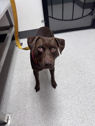 Shelter Stray Male Dog last seen 29th Street and MLK Blvd., Oakland, CA, 1101 29th Ave, Oakland, CA 94601, USA