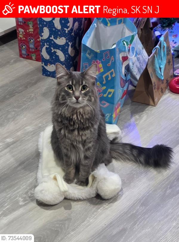 Lost Female Cat last seen Douglas park school, Regina, SK S4N 1J8