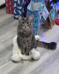 Lost Female Cat last seen Douglas park school, Regina, SK S4N 1J8