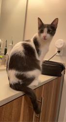 Reunited Female Cat last seen Arbors cndmniums, Flagstaff, AZ 86001