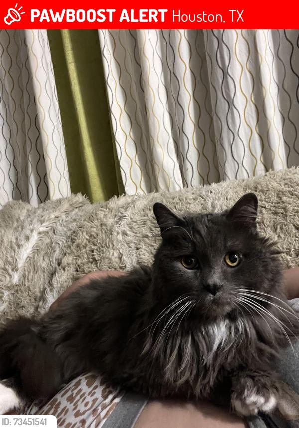 Lost Male Cat last seen Synott y Alief clodine, Houston, TX 77082