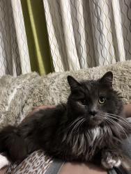 Lost Male Cat last seen Synott y Alief clodine, Houston, TX 77082