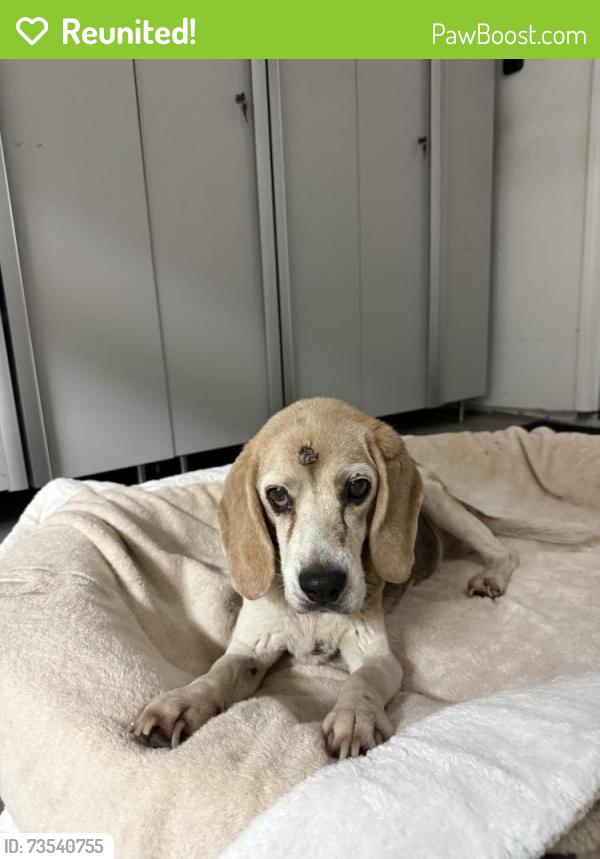 Reunited Female Dog last seen Evans Ln (East Highland), Highland, CA 92346
