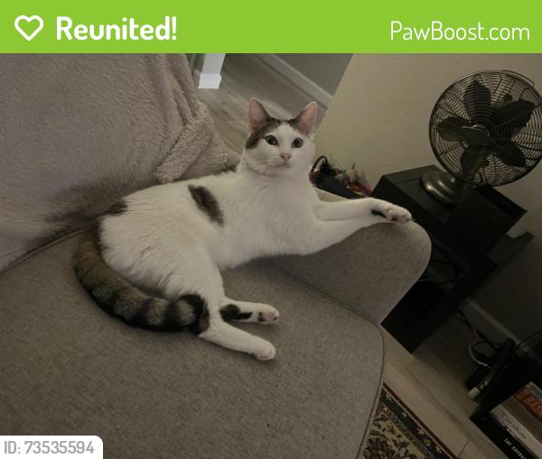 Reunited Male Cat last seen 18th Str and Montebello Ave, Phoenix, AZ 85016