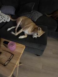 Reunited Male Dog last seen Tides Oyster hse. 5th Street, St. Augustine, FL 32080