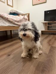Found/Stray Male Dog last seen Interstate 10 and Arlington Ave, Culver City, CA 90018