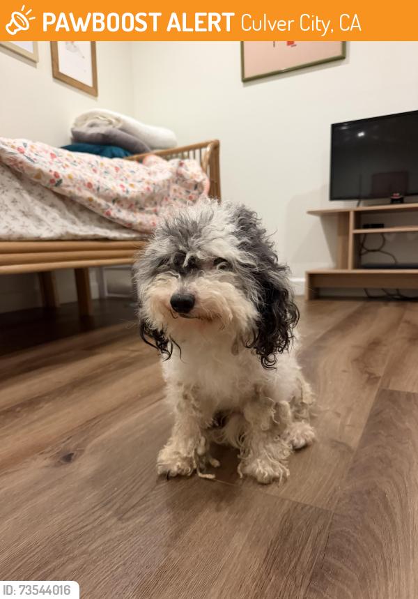 Found/Stray Male Dog last seen Interstate 10 and Arlington Ave, Culver City, CA 90018