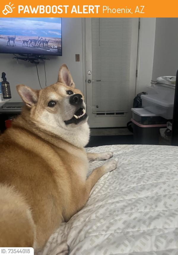 Found/Stray Male Dog last seen Metro Center, Phoenix, AZ 85051
