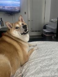 Found/Stray Male Dog last seen Metro Center, Phoenix, AZ 85051