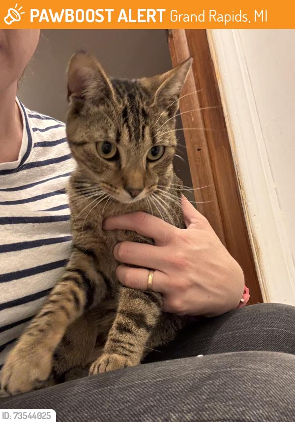Found/Stray Male Cat last seen Creston, Grand Rapids, MI 49505