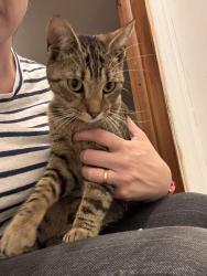 Found/Stray Male Cat last seen Creston, Grand Rapids, MI 49505