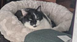 Lost Male Cat last seen Paddington Social cafe, Paddington, QLD 4064