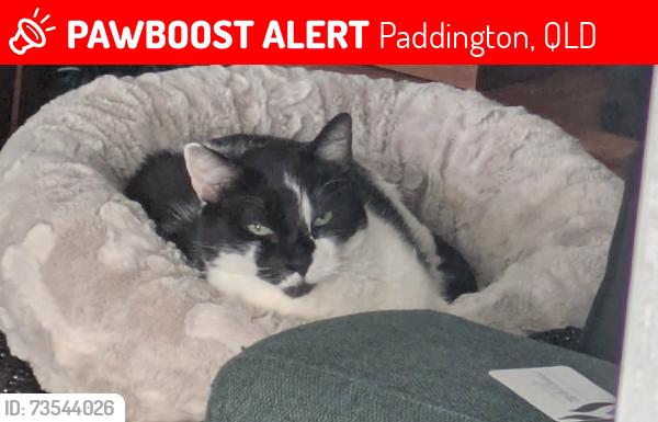 Lost Male Cat last seen Paddington Social cafe, Paddington, QLD 4064