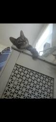 Lost Female Cat last seen Coal st, McDonald, PA 15057