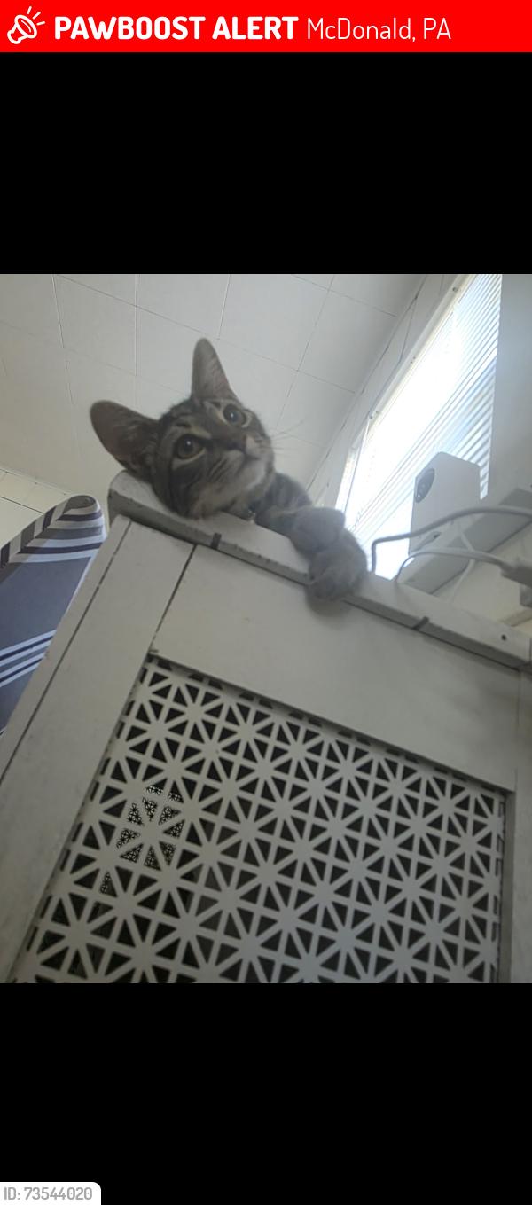 Lost Female Cat last seen Coal st, McDonald, PA 15057