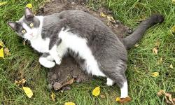 Lost Female Cat last seen Bensch Drive & Courtyards on Glendale apmt Complex, Toledo, OH 43614