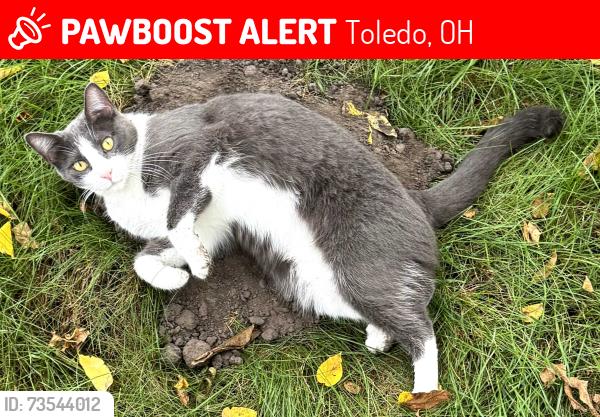Lost Female Cat last seen Bensch Drive & Courtyards on Glendale apmt Complex, Toledo, OH 43614