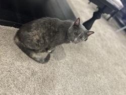 Found/Stray Female Cat last seen Brickshire Lane, Herriman, UT 84096