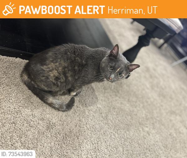 Found/Stray Female Cat last seen Brickshire Lane, Herriman, UT 84096
