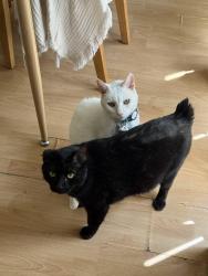 Lost Male Cat last seen At home, Los Angeles, CA 91402