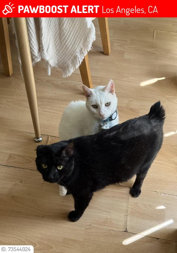 Lost Male Cat last seen At home, Los Angeles, CA 91402