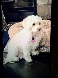 Lost Female Dog last seen Colinas Bluff Trail at Golden Lantern/St Christopher, Laguna Niguel, CA 92677
