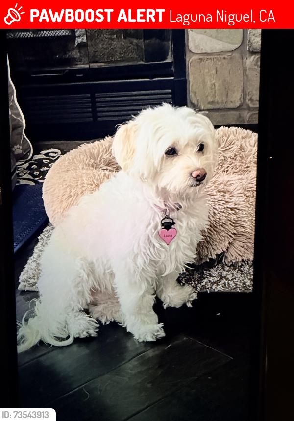 Lost Female Dog last seen Colinas Bluff Trail at Golden Lantern/St Christopher, Laguna Niguel, CA 92677
