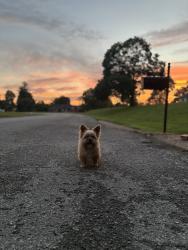 Lost Female Dog last seen Huntington ct, Franklin, TN 37067