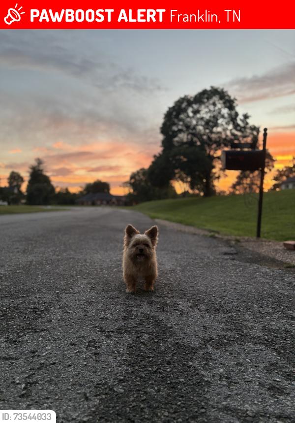 Lost Female Dog last seen Huntington ct, Franklin, TN 37067