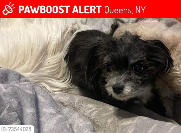 Lost Female Dog last seen Rockaway blvd and 123rd ave, Queens, NY 11436