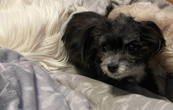 Lost Female Dog last seen Rockaway blvd and 123rd ave, Queens, NY 11436