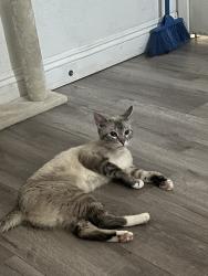 Lost Female Cat last seen The liberace mansion, Las Vegas, NV 89119