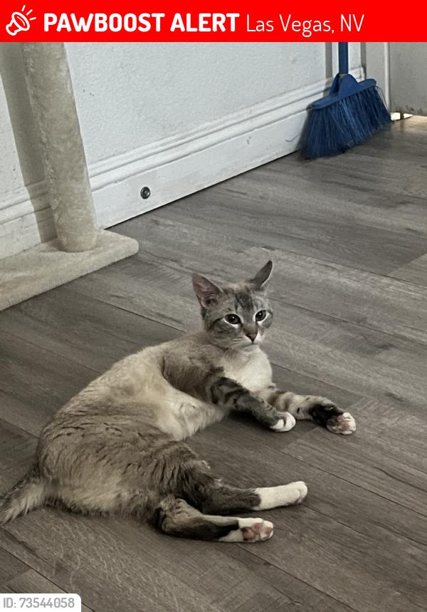 Lost Female Cat last seen The liberace mansion, Las Vegas, NV 89119