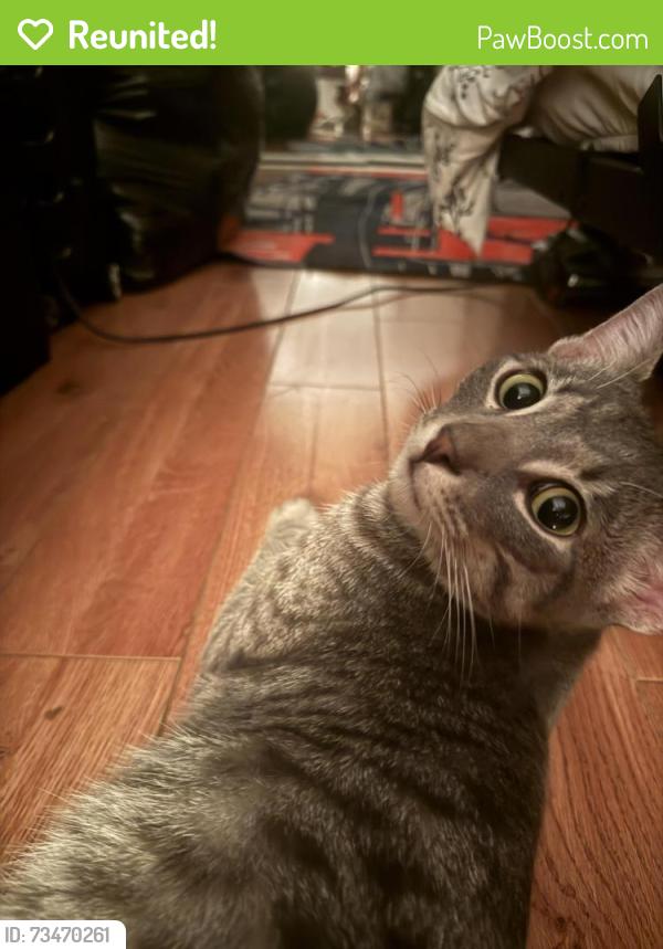 Reunited Male Cat last seen Bellfarm rd apmts behind plaza, Barrie, ON L4M 6J2