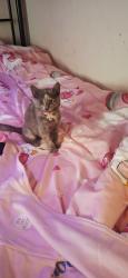 Lost Female Cat last seen Rogers rd and Cindy Dr, Conyers, GA 30094