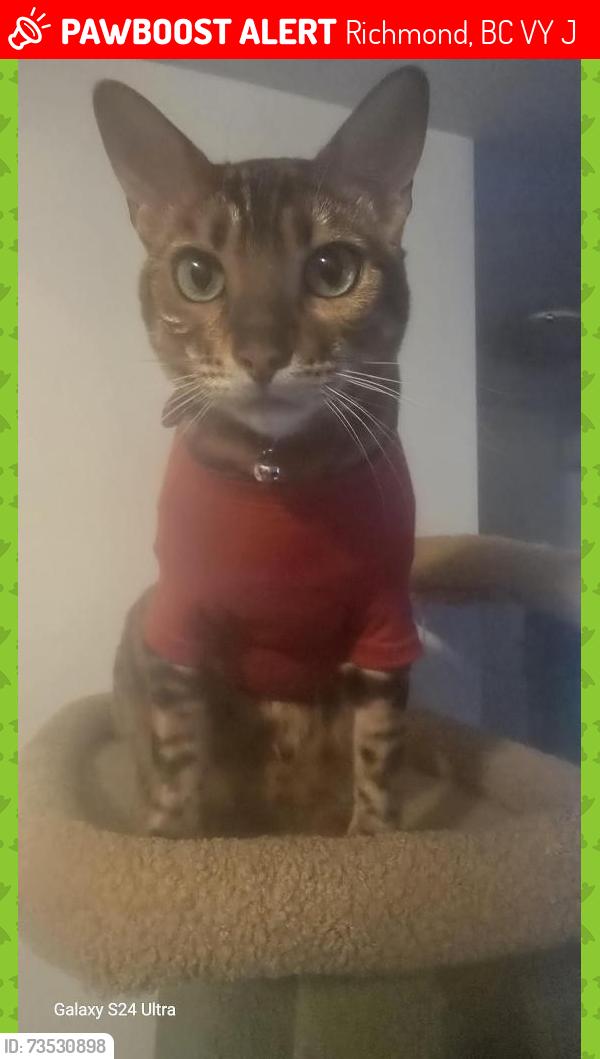 Lost Male Cat last seen No5 Road/Stevenston, Richmond, BC V6Y 0J6