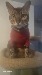Lost Male Cat last seen No5 Road/Stevenston, Richmond, BC V6Y 0J6