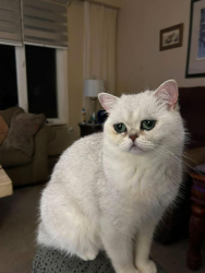 Lost Male Cat last seen Fletchers creek and Dawson, Brampton, ON L6X 4T6