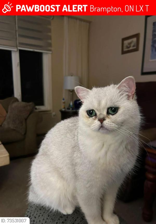 Lost Male Cat last seen Fletchers creek and Dawson, Brampton, ON L6X 4T6