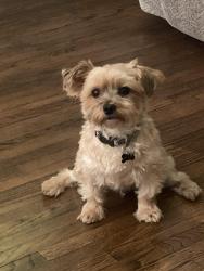 Lost Male Dog last seen Park, Wichita, KS 67202