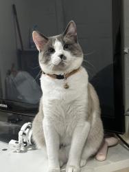 Lost Male Cat last seen Jack in the box district, South Jordan, UT 84095