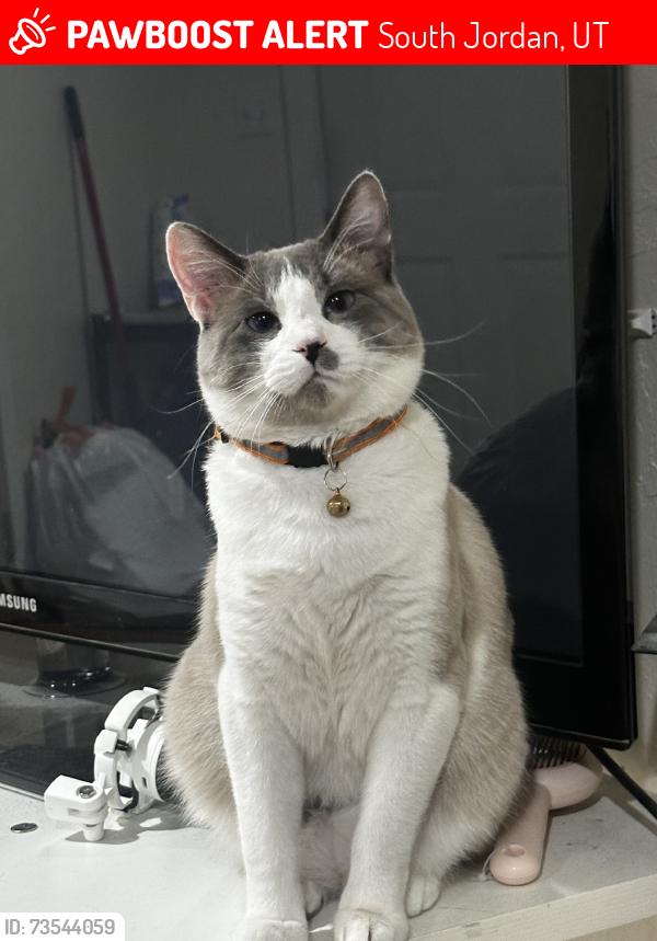Lost Male Cat last seen Jack in the box district, South Jordan, UT 84095