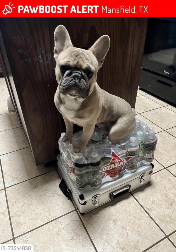 Lost Male Dog last seen Mansfield Webb & Debbie Lane, Mansfield, TX 76063