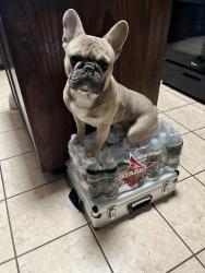 Lost Male Dog last seen Mansfield Webb & Debbie Lane, Mansfield, TX 76063