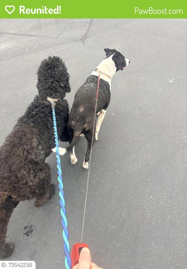 Reunited Female Dog last seen La Riviera and Watt Ave, Sacramento, CA 95826